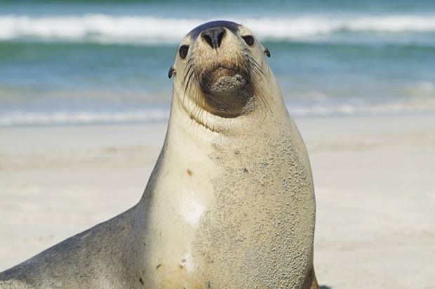 Kangaroo Island, South Australia. Roos aren't the only things running wild on Kangaroo Island: koalas, sea lions and fur ...