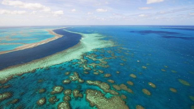 Reef in the Whitsundays region.