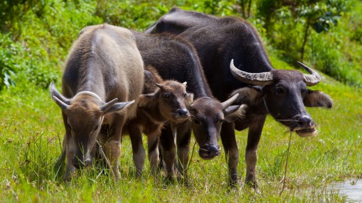 Water buffalo.