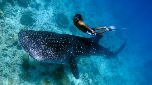 A diver gets up close with a whale shark.