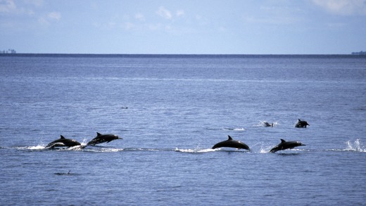 Dolphins in a reef pass.