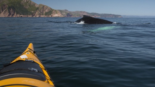 Kayaking with humpback, Francois, Newfoundland, One Ocean Expeditions.