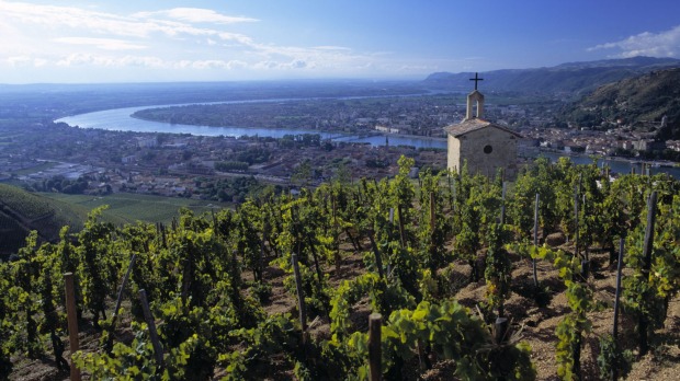 Syrah vines around La Chapelle on the hill of Hermitage above Tain l'Hermitage.