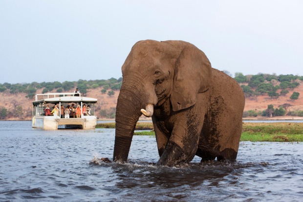 Cruise through Chobe National Park, Botswana.