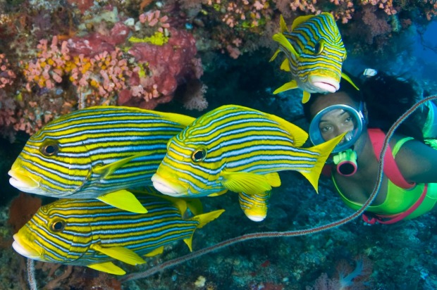 Komodo Lesser Sunda Islands, Flores Sea.