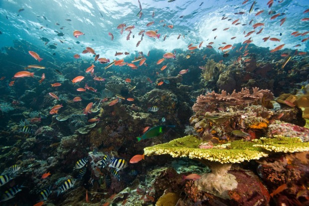 Schooling fish around healthy reef system, Castle Rock, Komodo National Park, Indonesia.