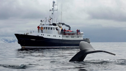 Wildlife encounters in Alaska with Quark Expeditions.