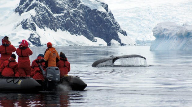 Getting up close with whales on an Antarctica expedition cruise.