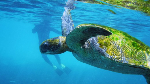 Go swimming with turtles in the Galapagos with G Adventures.