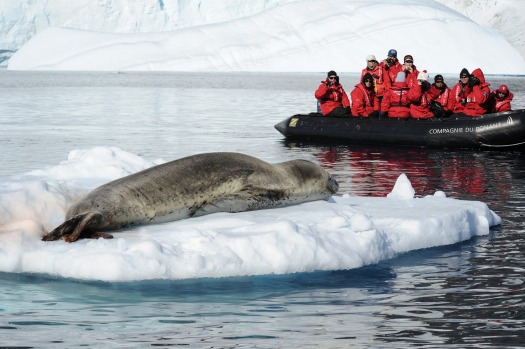 ANTARCTICA: The world's most remote wildlife destination takes a bit of getting to â€“ and often an encounter with ...