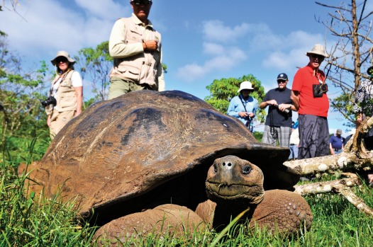 GALAPAGOS ISLANDS: You could hardly get a better wildlife experience than on the islands that helped Darwin develop his ...