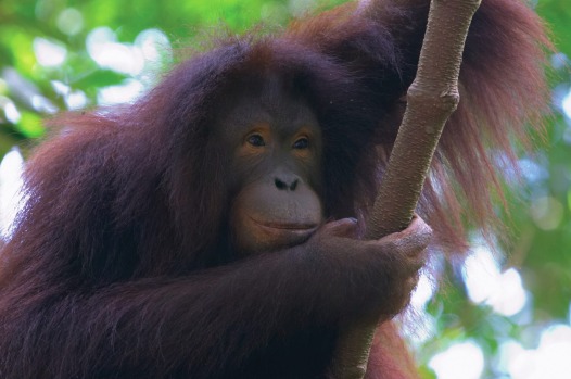 BORNEO: Expedition cruise vessels and some larger cruise ships sail to the Malaysian states of Sabah and Sarawak in ...