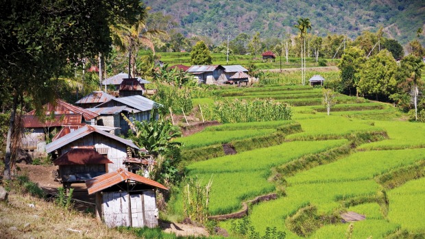 Flores Island rice fields, Indonesia.