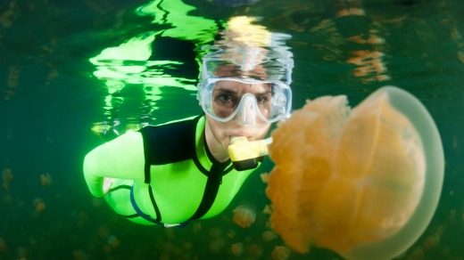 Snorkeller watching spotted jellyfish, mastigias papua, in saltwater lake.