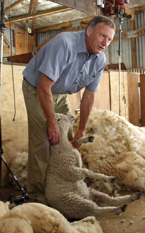 Ross Millar demonstrates sheep shearing at Manderley Homestead near Akaroa.