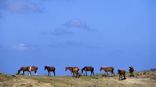 Wild horses grazing in the Marquesas.