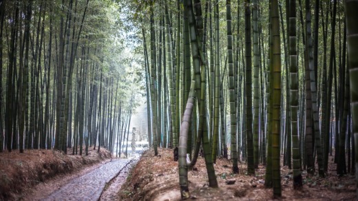 Anji Bamboo Forest, Jiangsu, China.
