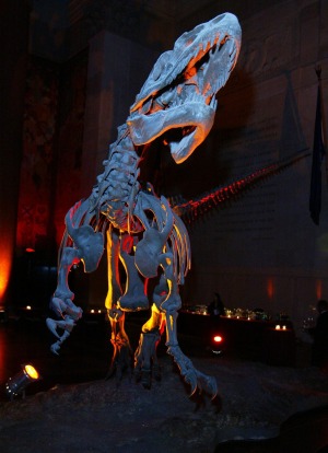 A Tyrannosaurus Rex stands on display at the American Museum of Natural History Museum in New York City.