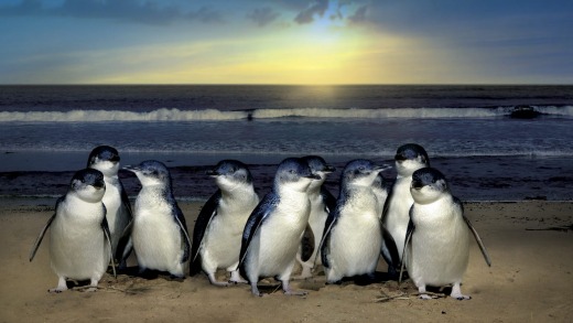 The penguins of Phillip Island entertain half a million tourists a year.