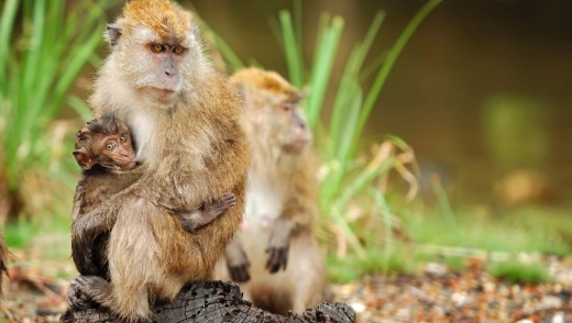 A monkey family spotted in the wild in an Island near Langkawi Island, Malaysia.