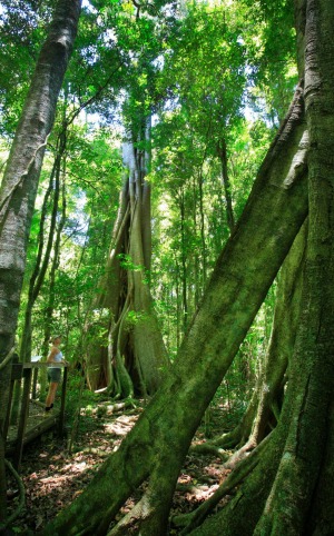 Exploring Mary Cairncross Reserve, part of the extensive 58km Sunshine Coast Hinterland Great Walk.
