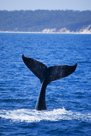 Humpback whales and their calfs are a common sight in Hervey Bay.