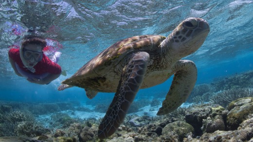 Lady Eliott Island, Queensland - Junior Reef Ranger Programme. Snorkelling with turtles.