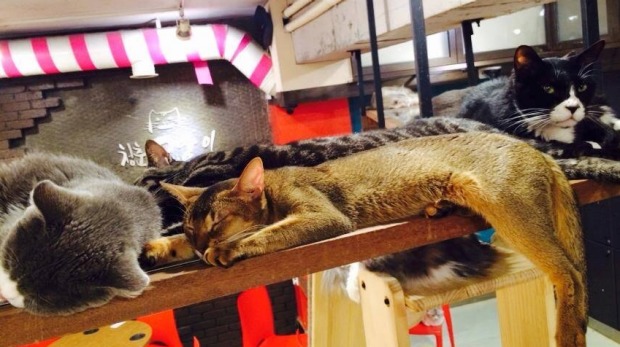 Chillax at Cheong Chun cat café.