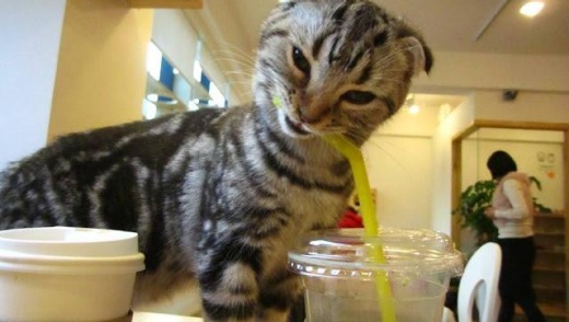 Don't let your straws out of sight at Cheong Chun cat café .