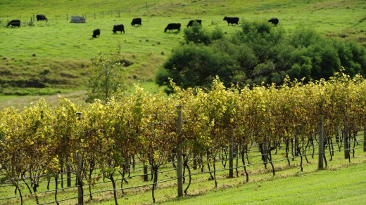 Cupitt's Winery and Restaurant, Ulladulla.