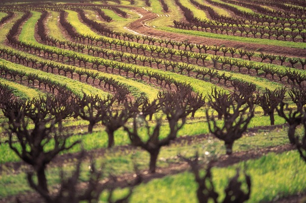 Wine counntry: Vineyards in the Barossa Valley, South Australia.