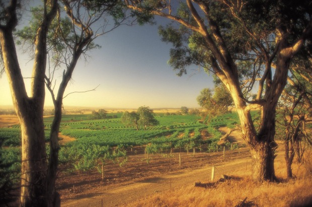 Wine counntry: Vineyards in the Barossa Valley, South Australia.