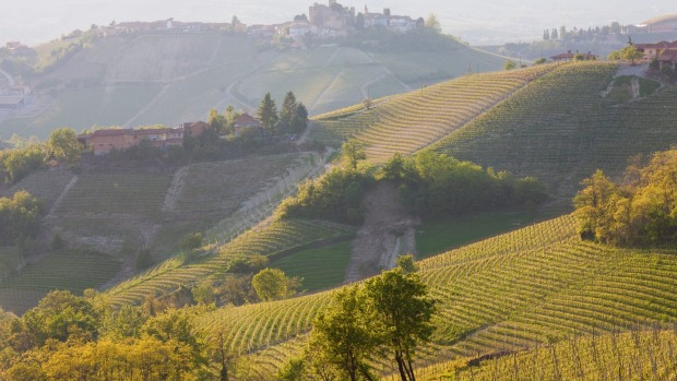 A view to Serralunga d'Alba, Piedmont