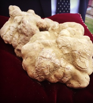 One of the world's biggest white truffles sold last year for 100,000 euro.