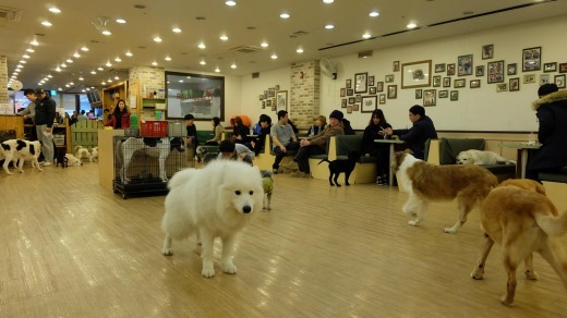 Twenty or so dogs of all sizes charge around the big interior.