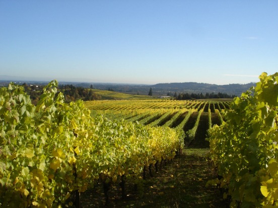 WILLAMETTE VALLEY, USA: Away from the world's famous wine regions are other fine surprises, notably Oregon's Willamette ...