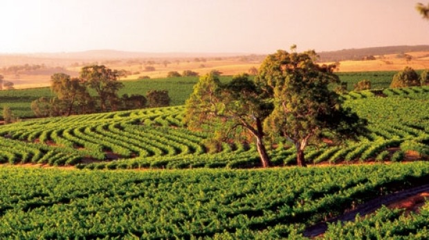 Wine counntry: Vineyards in the Barossa Valley, South Australia.
