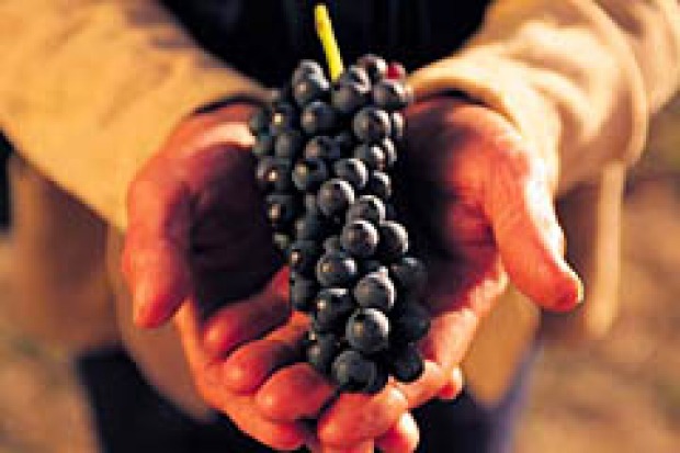 Seed assets: Grapes are harvested in the Barossa Valley.