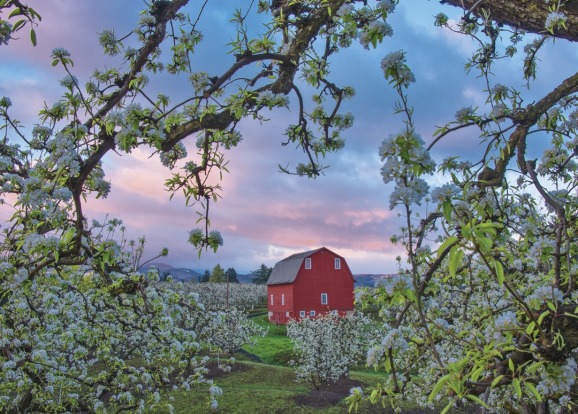Orchards and barns in the Hood River region of Oregon.