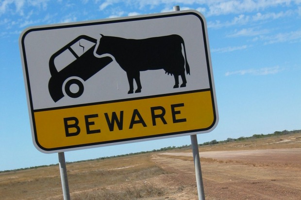 Cow-eating cars Queensland Gulf. Everything's bigger in Queensland, especially the cows – they are so big that they eat ...