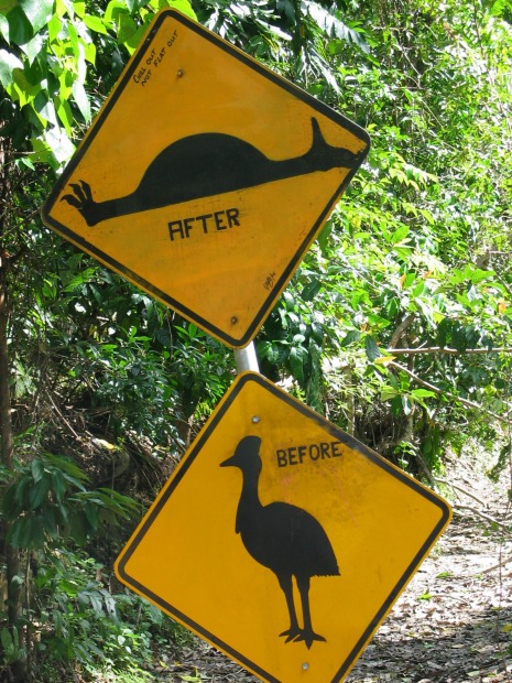 Daintree cassowaries. Sometimes a picture really is worth 1000 words, or in this case, two pictures. This artfully ...