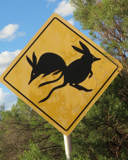 Currawinya National Park Bilbies. Is that the Easter bunny? Actually, these cute critters are bilbies, and I love that ...