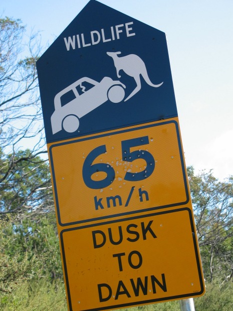 Weightlifting kangaroos in Tasmania. Tasmania may be our smallest state but whatever they feed their wallabies and ...