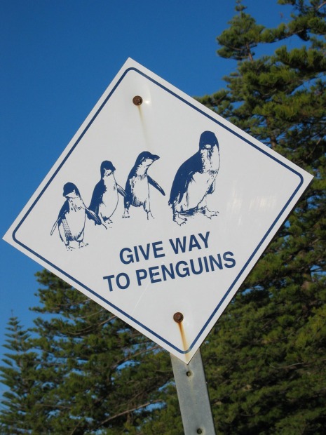 Victor Harbor Granite Island penguins. Penguins definitely have the right of way on Granite Island in Victor Harbor on ...