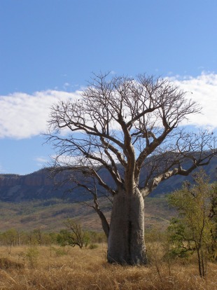 Gibb River Road: Kununurra to Broome: Shorter doesn't always mean quicker. The Gibb River Road is almost 130km shorter ...