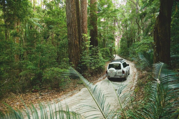 Through Fraser's inland forest on the Great Beach Drive.