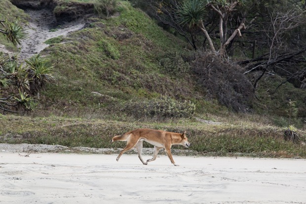 Dingoes DO exist on Fraser Island, after all - sighting came on 75 Mile Beach, on our third day.