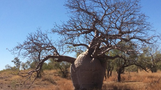 Massive boab tree.