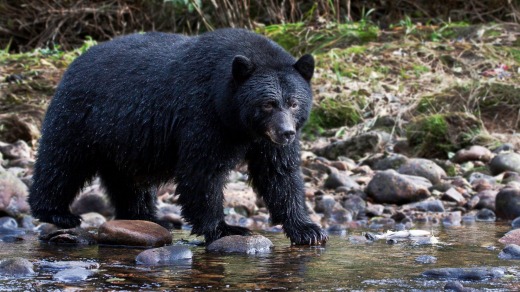 A black bear on the prowl.