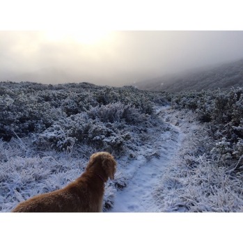 @samskis1 morning trail run with the pup.